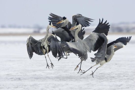Grey Heron Group Fighting, Usedom, Germany