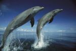 Bottlenose Dolphin Pair Leaping, Honduras