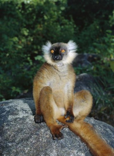 Black Lemur Female, Nosy Komba, Madagascar