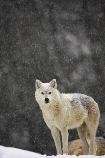 Female Timber Wolf