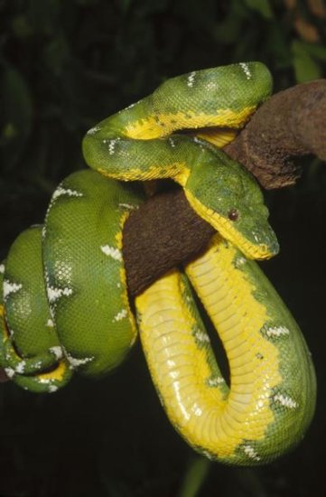 Emerald Tree Boa Hanging on a Tree Branch, Amazonia