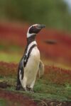 Magellanic Penguin Portrait, West Falkland Island, Falkland Islands