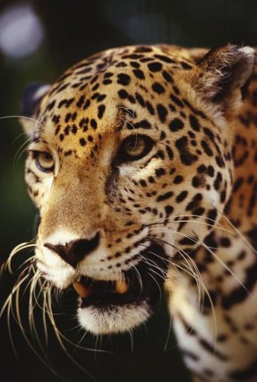 Jaguar, Belize