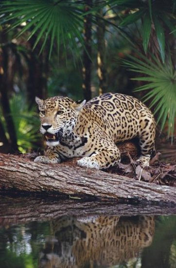 Jaguar, Belize