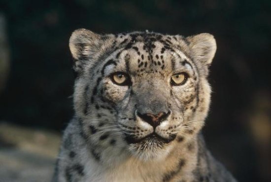 Snow Leopard