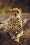 Cheetah Portrait, Masai Mara National Reserve, Kenya
