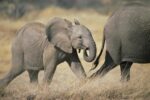 African Elephant Baby Following Mother, Amboseli National Park, Kenya