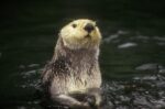 Sea Otter Portrait, Pacific coast, North America