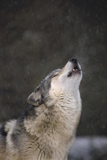 Timber Wolf Howling