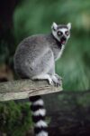 Ring-tailed Lemur Calling, Woodland Park Zoo