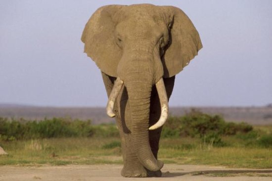 African Elephant Bull, Amboseli National Park, Kenya