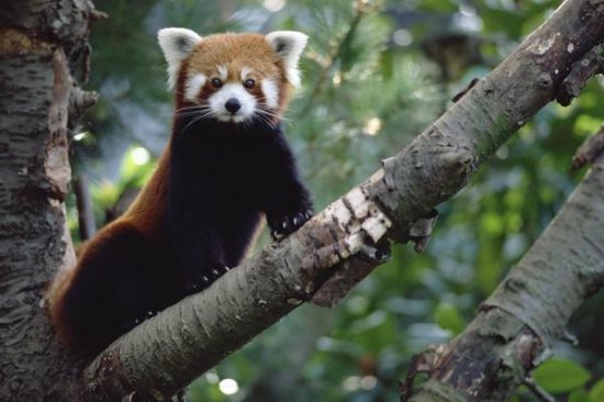 Lesser Panda Sitting On a Tree Limb, China, Nepal, Burma