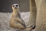 Meerkat Sunning At Entrance of Burrow, Southern Africa