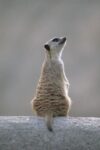 Meerkat Sunning On a Rock, Southern Africa
