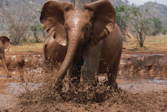 Orphaned Isholta Playing in Mud Bath, Tsavo East National Park, Kenya