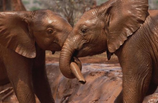 Orphans Natumi and Idle Playing in Mud Bath, Tsavo East NP, Kenya