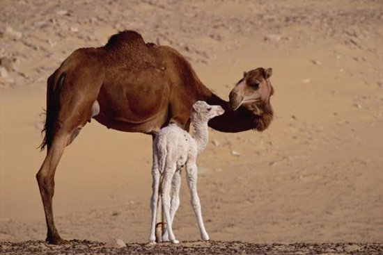 Dromedary Camel with Two Day Old Baby, Oasis Dakhia, Sahara, Egypt