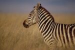 Burchell's Zebra Portrait, Masai Mara National Reserve, Kenya