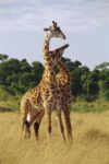 Giraffe Young Males Neck-sparring, Masai Mara National Reserve, Kenya