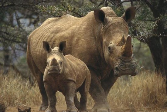 White Rhinoceros Mother with Baby, Lewa Wildlife Conservancy, Kenya