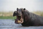 Hippopotamus Bull Threat Displaying, Dish Pan, Linyanti Swamp, Botswana