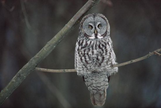 Great Gray Owl Portrait, North America