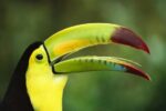 Keel-billed Toucan Portrait, Native to Mexico and Central America