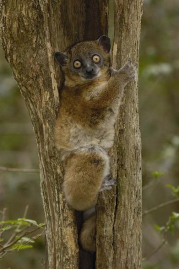 Red-tailed Sportive Lemur in Tree Trunk, Zombitse Reserve, Madagascar
