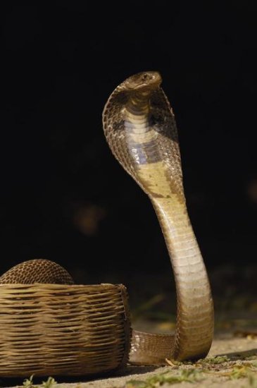 Spectacled Cobra with Hood Flared in Fefense Posture, Gujarat, India