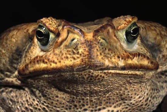 Cururu Toad Close-up, Cerrado, Piaui State, Brazil