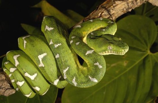 Emerald Tree Boa, Amazon, Ecuador