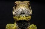 Bocourt's Dwarf Iguana Close-up, Esmeraldas, Choco Rainforest, Ecuador