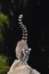 Ring-tailed Lemur in the Andringitra Mountains, Madagascar