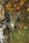 Timber Wolf Portrait, Teton Valley, Idaho
