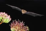 Lesser Long-nosed Bat Flying at Night, North America
