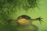 African Clawed Frog, Aquatic, Native to Africa