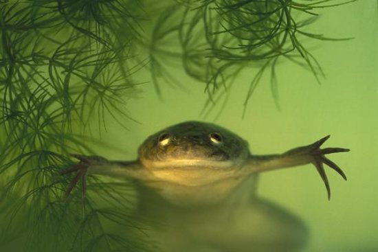 African Clawed Frog, Aquatic, Native to Africa