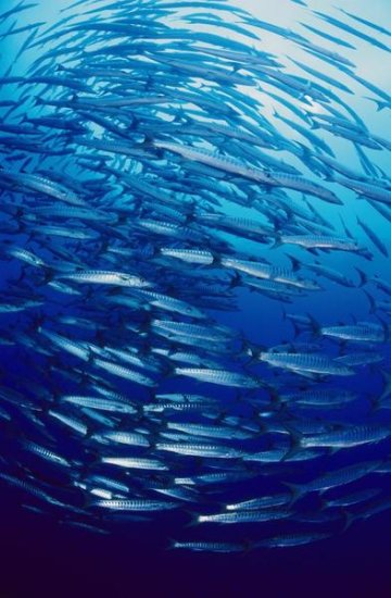 Chevron Barracuda Schooling in Kimbe Bay, Papua New Guinea