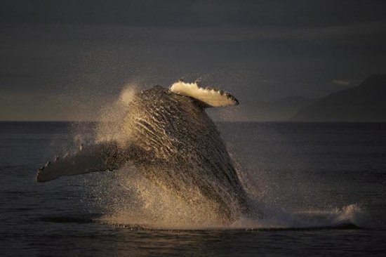 Humpback Whale Breaching, Southeast Alaska