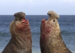Southern Elephant Seal Males Competing, Falkland Islands