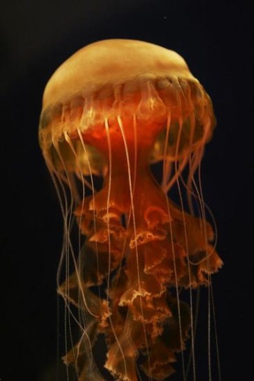 Black Sea Nettle Spreading Tentacles, Japan