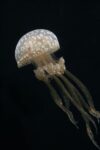 Papuan Jellyfish , Japan