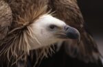 Griffon Vulture Adult Portrait, Europe