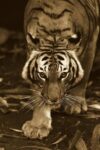 Bengal Tiger Approaching, Native to India - Sepia
