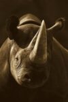 Black Rhinoceros Portrait, Native to Africa - Sepia