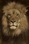 African Lion Male Portrait, Native to Africa - Sepia