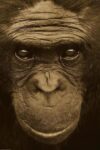 Bonobo Portrait, Native to Africa - Sepia