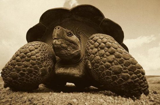 Galapagos Giant Tortoise on Caldera Rim, Alcedo Volcano, Galapagos Islands (Sepia)