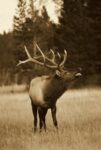 Elk Male Bugling During the Rut, Autumn, Yellowstone National Park, Wyoming (sepia)