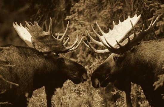 Alaska Moose Males Confronting Each Other in the Fall